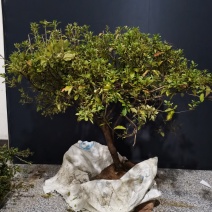 映山红红花，独干一颗，八年熟桩，冠幅精美，喜欢的速度