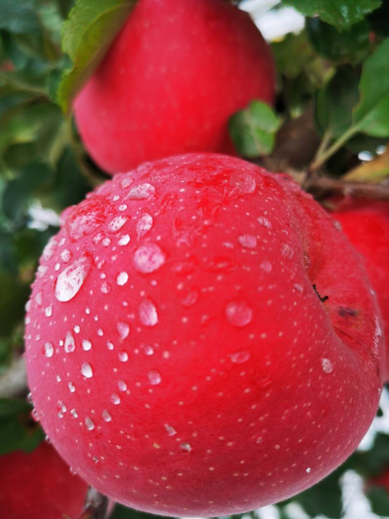 [红富士苹果批发]甘肃天水秦安县苹果 2.