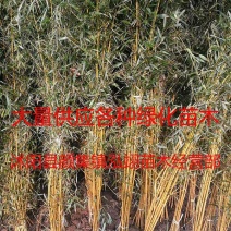 金镶玉竹价格优惠基地大量销售常年批发供应