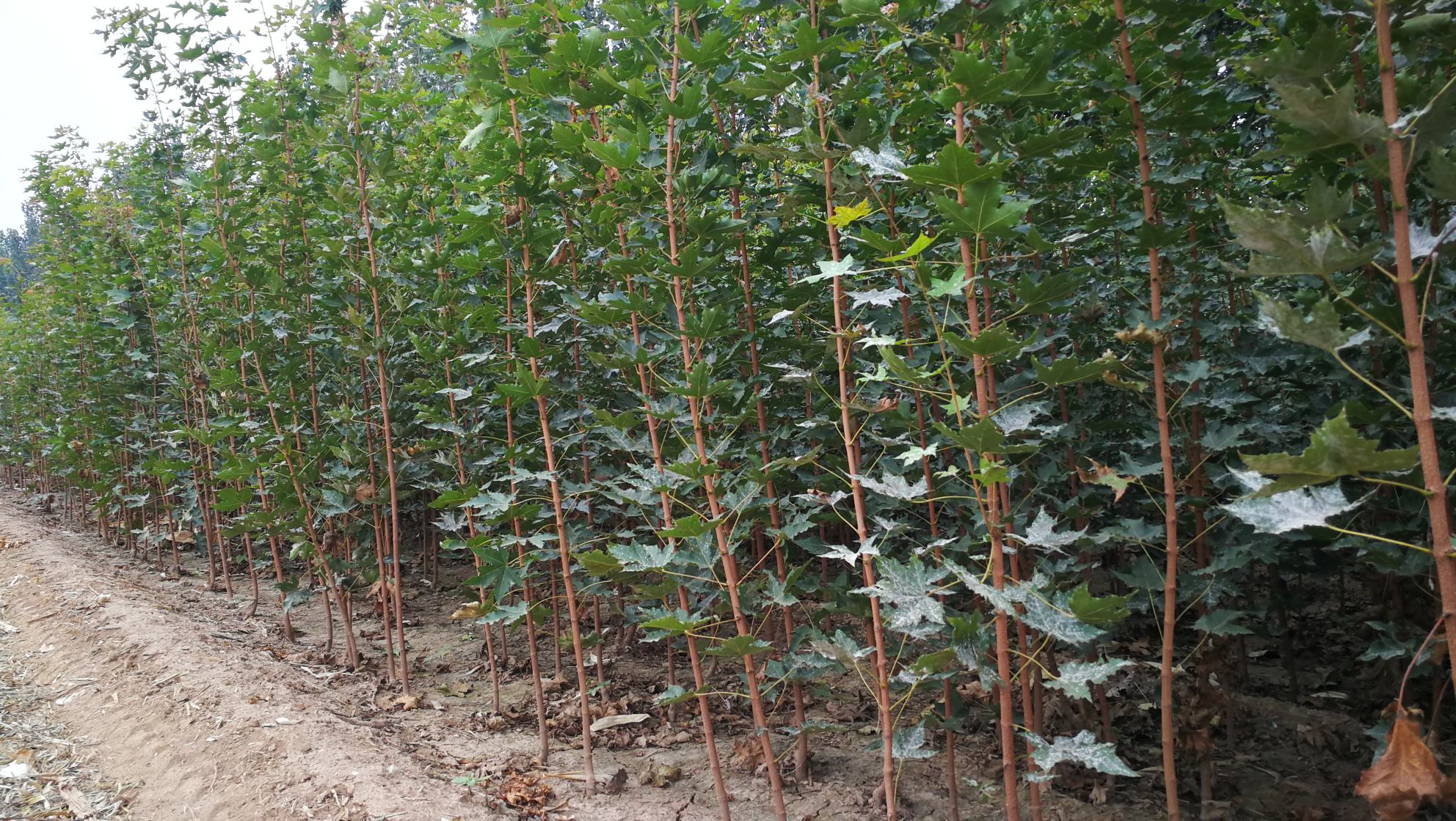 五角枫树苗种植基地