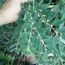 白花地棉根/野生白花地棉根/白花地棉茎/