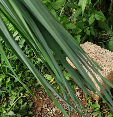 大量白根蒜苗上市 水洗 带泥