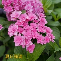 绣球扦插小苗重瓣单瓣都有品种保证对版基地直供