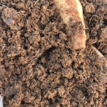 有机肥原料，肉粉现货。