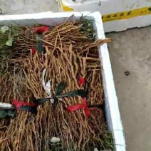 粉防己种苗基地种植一手货源，收购加工种植育苗技术
