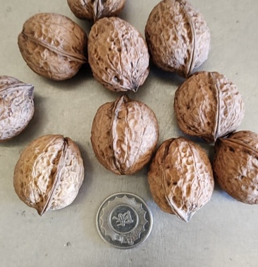 103大姚三台核桃产地直发