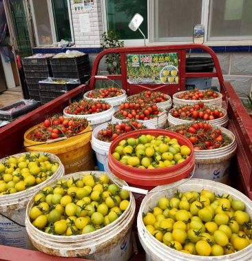 九诺超甜情人果小柿子