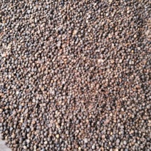 山茶籽油茶籽大量上市