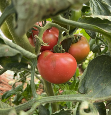 朱巴东酸甜果西红柿现摘现售三分酸七分甜