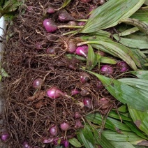 野生冰球子，毛茨菇种苗