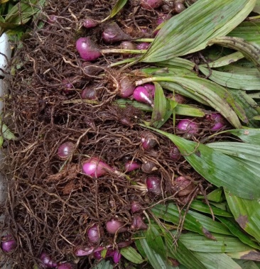 野生冰球子,毛茨菇種苗