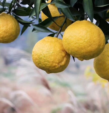 岩垅黄金贡柚大量预售中75果发货中