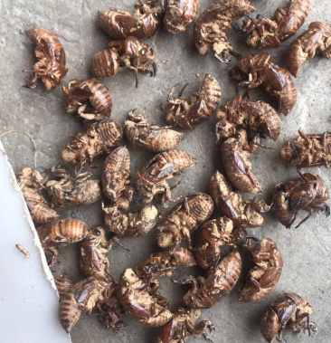 广西地产蝉蜕壳蝉蜕