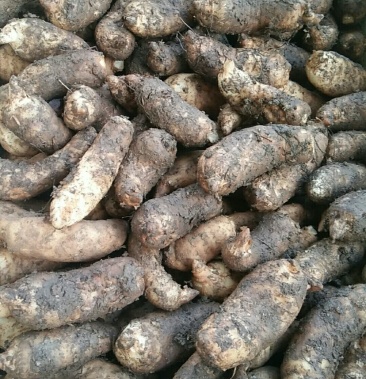 乌红杂交当季新鲜天麻