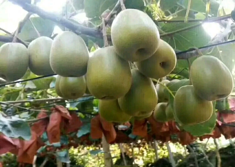 红心猕猴桃整体外观展示