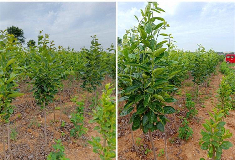 柿子树在房前屋后的种植场景