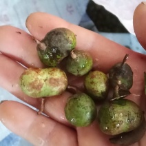 茶叶籽河南信阳毛尖茶叶籽绿茶种子茶叶种子