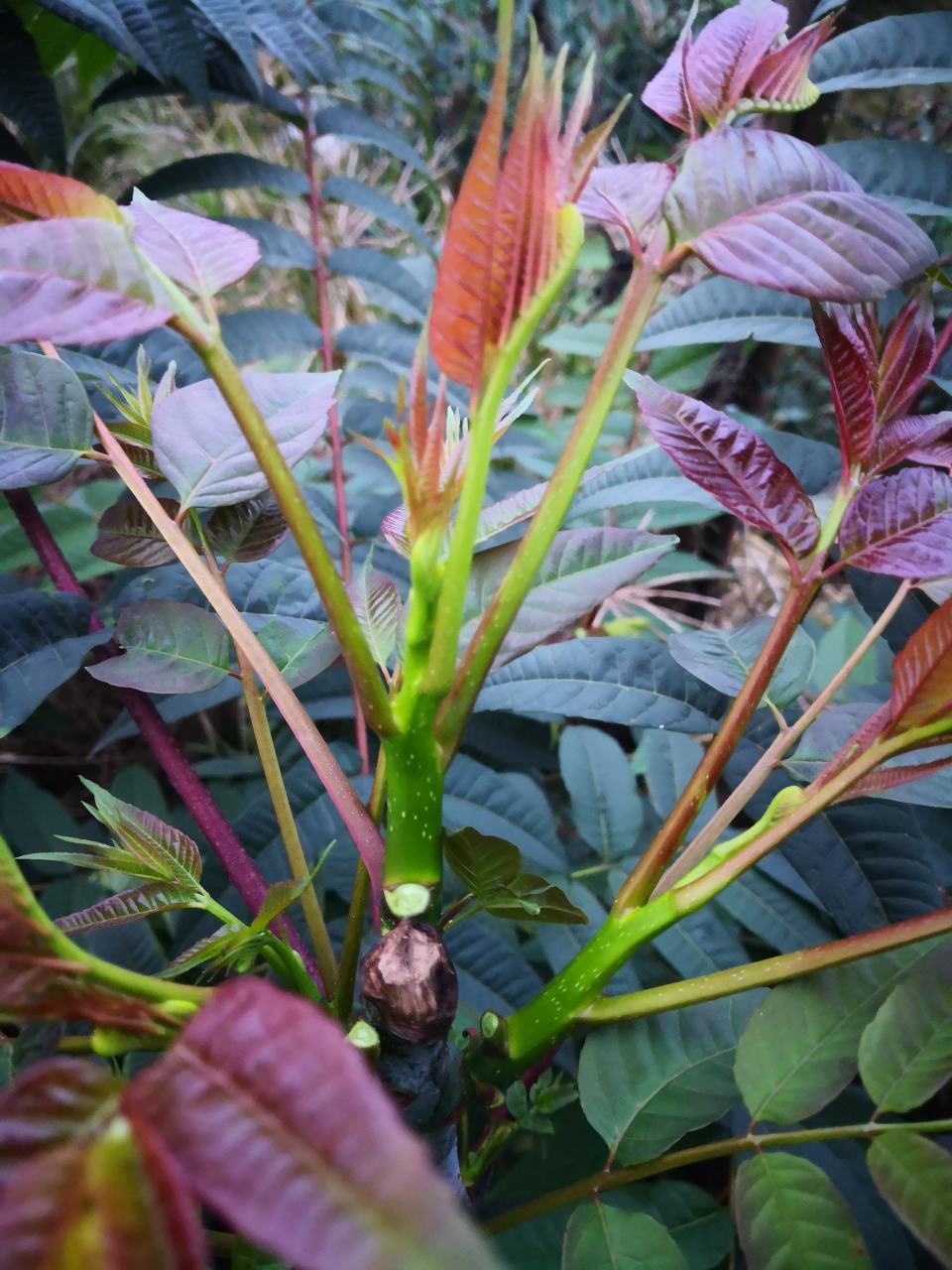 [香椿芽批发]四季红香椿芽鲜嫩脆爽椿香浓郁,每年9月初至12月底有货