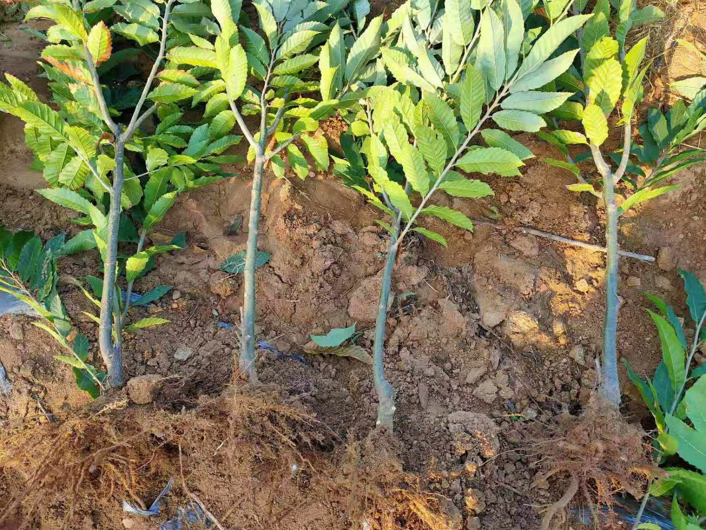 栗子春季定植现场图