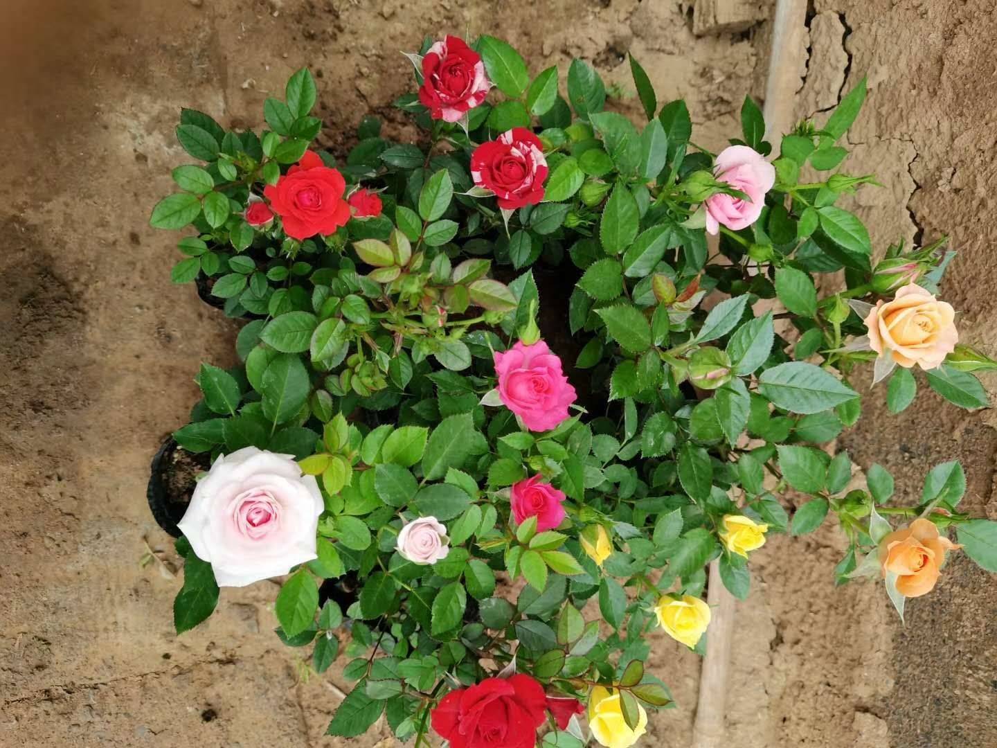 百合花的多样性