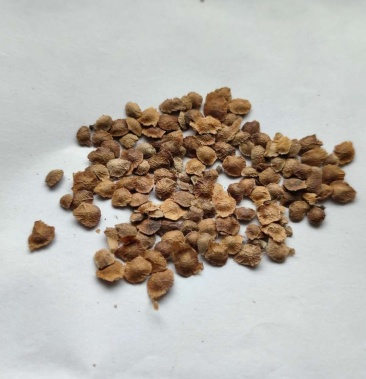 [臭椿种子批发]臭椿种籽自产自销 产地直销现货直供 低价批发 产地