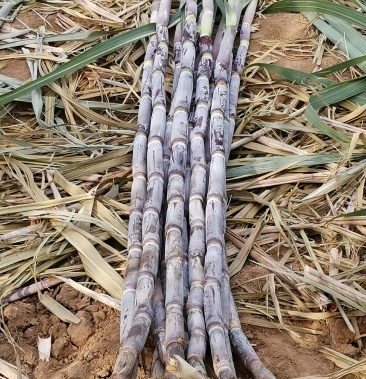 北方甘蔗昼夜温差大肉多多汁多多