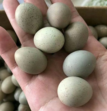 芦丁鸡蛋商品蛋种蛋批发零售