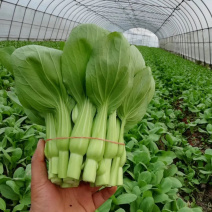 菜苔...可长期供货永不断货