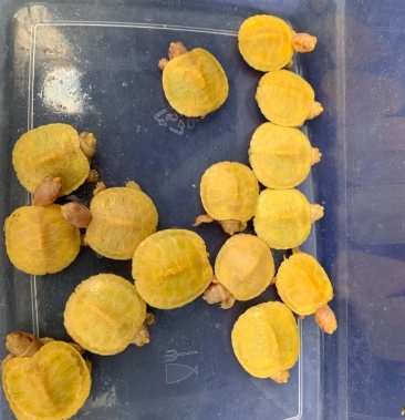 巴西龟金钱金粉白化