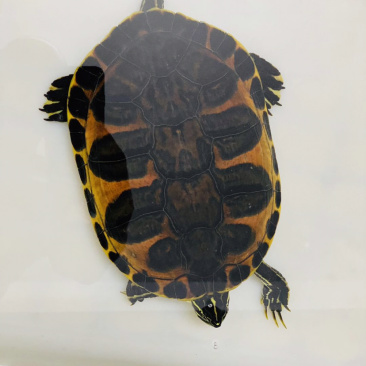 进口金边火焰龟大翅膀公