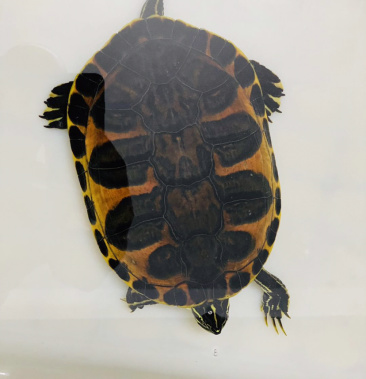 [火焰龟批发]进口金边火焰龟大翅膀公价格50000.00元/个 - 一亩田