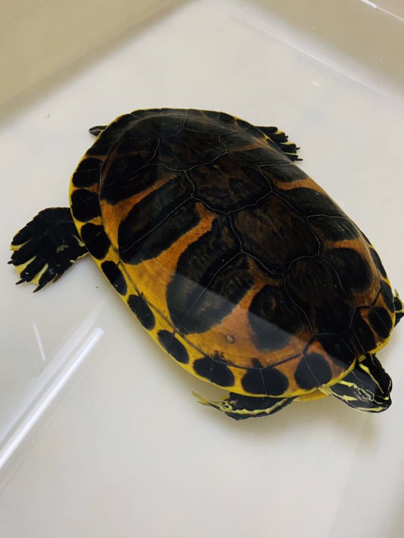 进口金边火焰龟大翅膀公