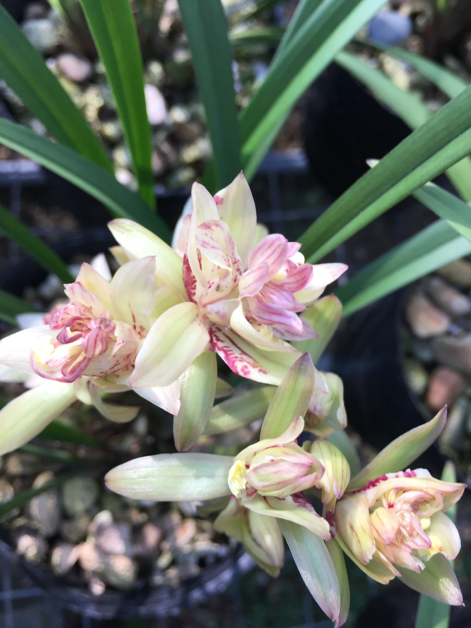 兰花苗富山奇蝶建兰四季兰带花苞浓香型花卉室内外盆栽绿植物