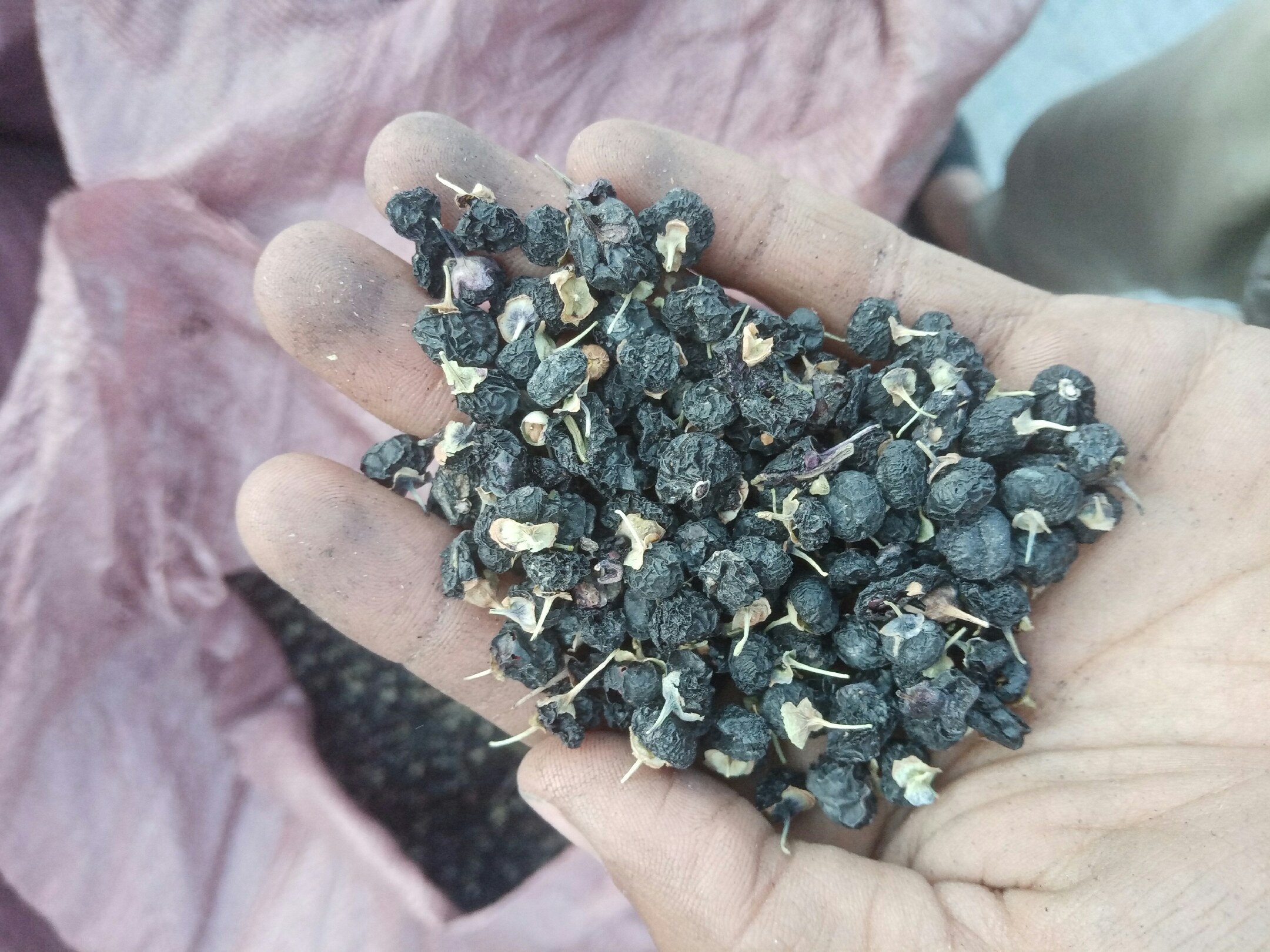 牧民在青海海西州大柴旦地区采集野生黑枸杞,背景为盐碱地与戈壁地貌,阳光强烈,植被稀疏。采集人员佩戴手套与遮阳帽,篮中盛满深紫色成熟果实,部分已晒干 青海柴达木盆地黑枸杞野生采集场景