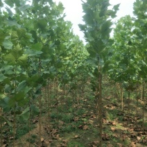 桐树苗法桐树苗速生法桐小苗山东济宁市乔泰园林