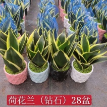 荷花兰虎皮兰小森林精品绿植盆栽