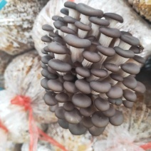 食用菌，菌棒出售，质优价廉