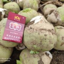芥菜头，咸菜精品5两起步，成色好，量大！可发全国各地！