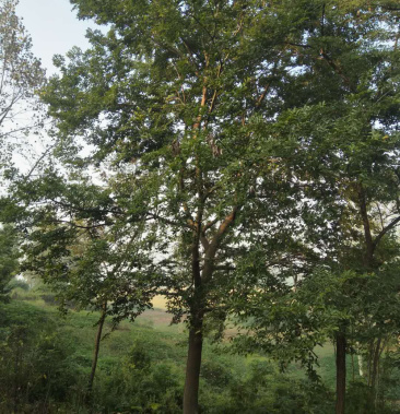 [朴树批发]朴树 独杆丛生一级货 中等货都有,土球完整 散货价格9000.0