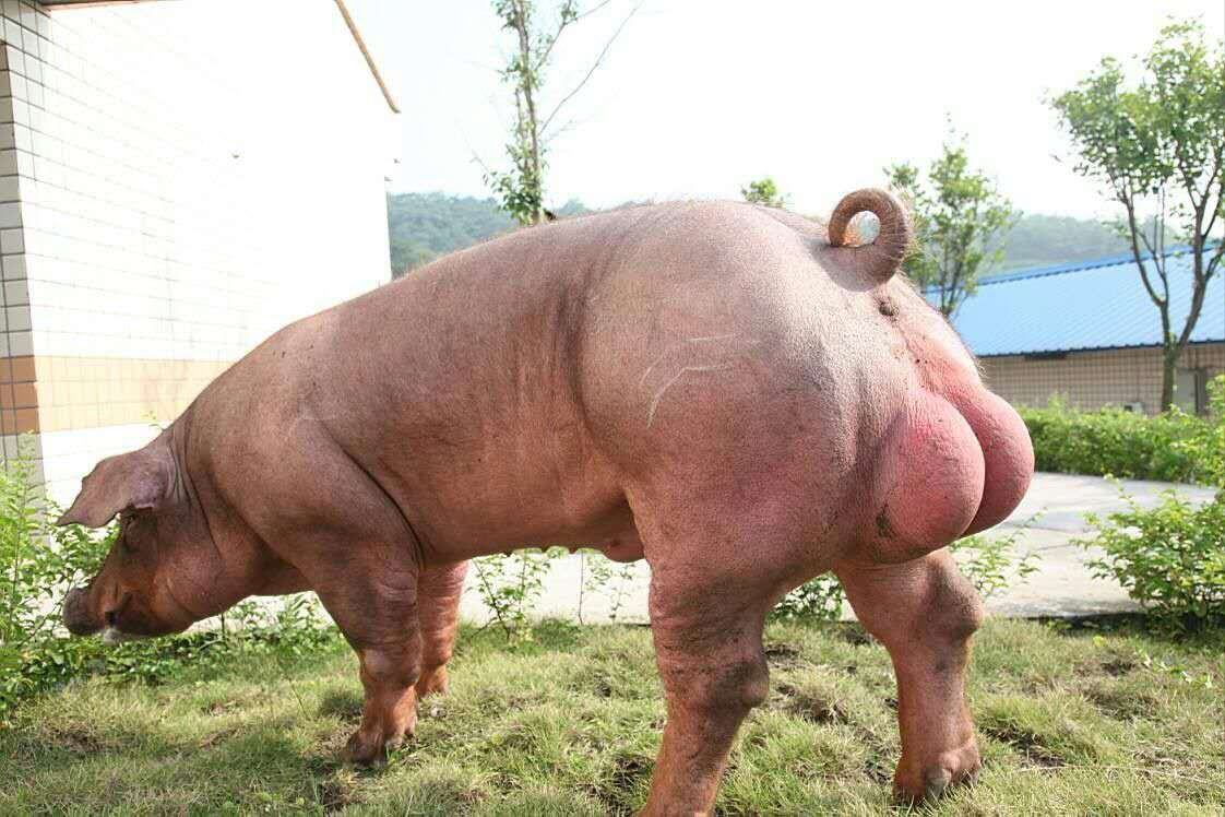 [杜洛克批发]杜洛克种公猪 长白公猪 约克公猪品种好价格便宜价格