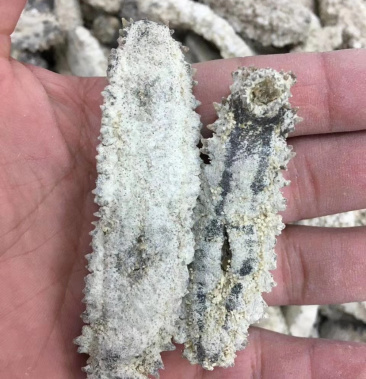 斯里兰卡精选黄玉参淡干货肉质超厚泡发七倍以上