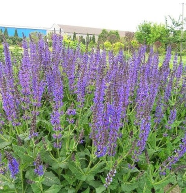 鼠尾草,地被鼠尾草,鼠尾草基地