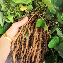 正宗粉防己种苗正宗粉防己种苗