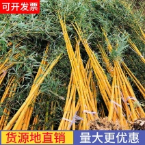 竹子苗庭院竹子植物四季常青绿化黄金竹青竹苗紫竹罗汉竹盆栽