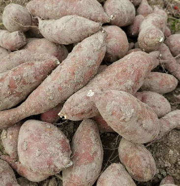 广西柳州三江花心红薯