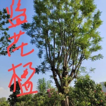蓝花楹/胸径50/熟货