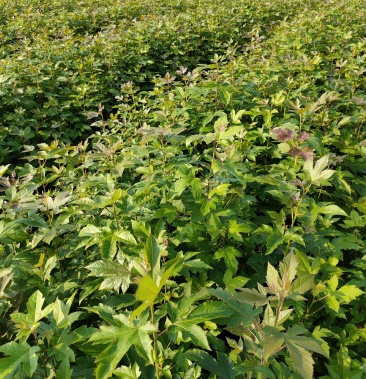 枫香小苗1公分2公分3公分枫香造林苗