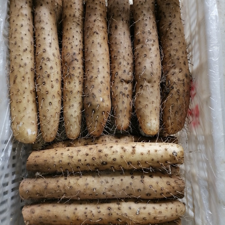 [白玉山药批发]牛腿山药代收代存,量大价格2.70元/斤 - 一亩田