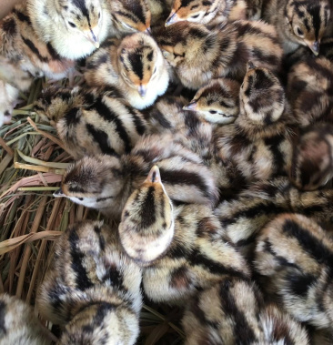 山鸡苗包邮包打好疫苗成活率百分之九十五以上