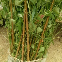 大量出售优质青梅苗，1米5以上一块钱一颗，欢迎订购咨询